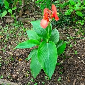 Indian shot bulb "offling"